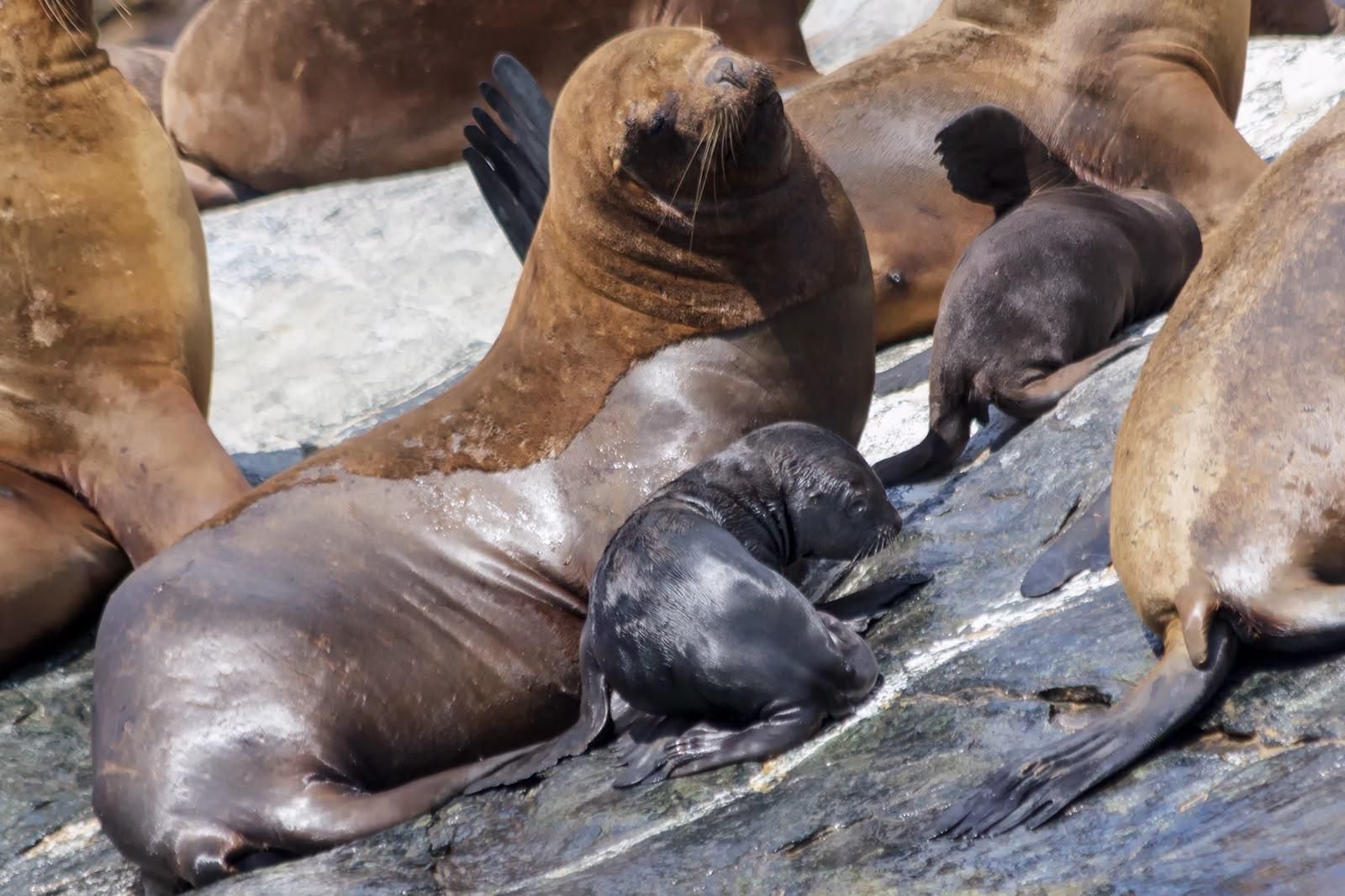 Los lobos marinos son especies centinelas en los océanos, es decir, hablan de la calidad y el estado de un ecosistema. Foto: cortesía Guido Pavez