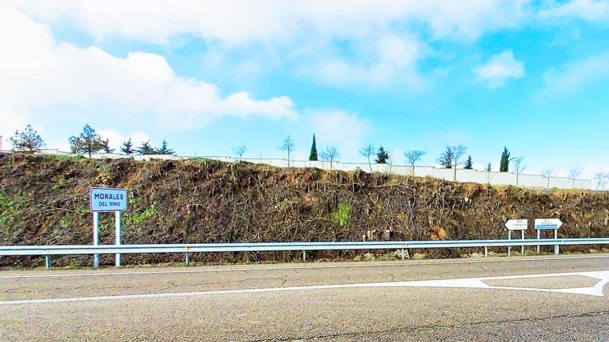 Resultado de la tala de árboles en Morales del Vino (Zamora).