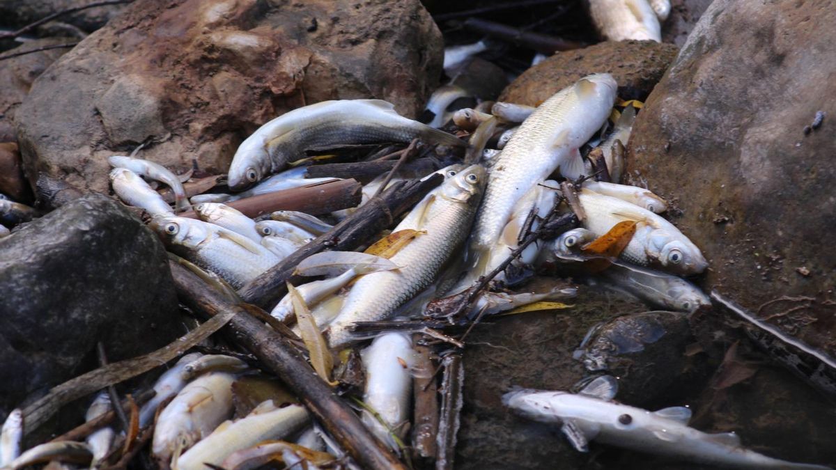 Peces muertos por vertidos en el río Alhama