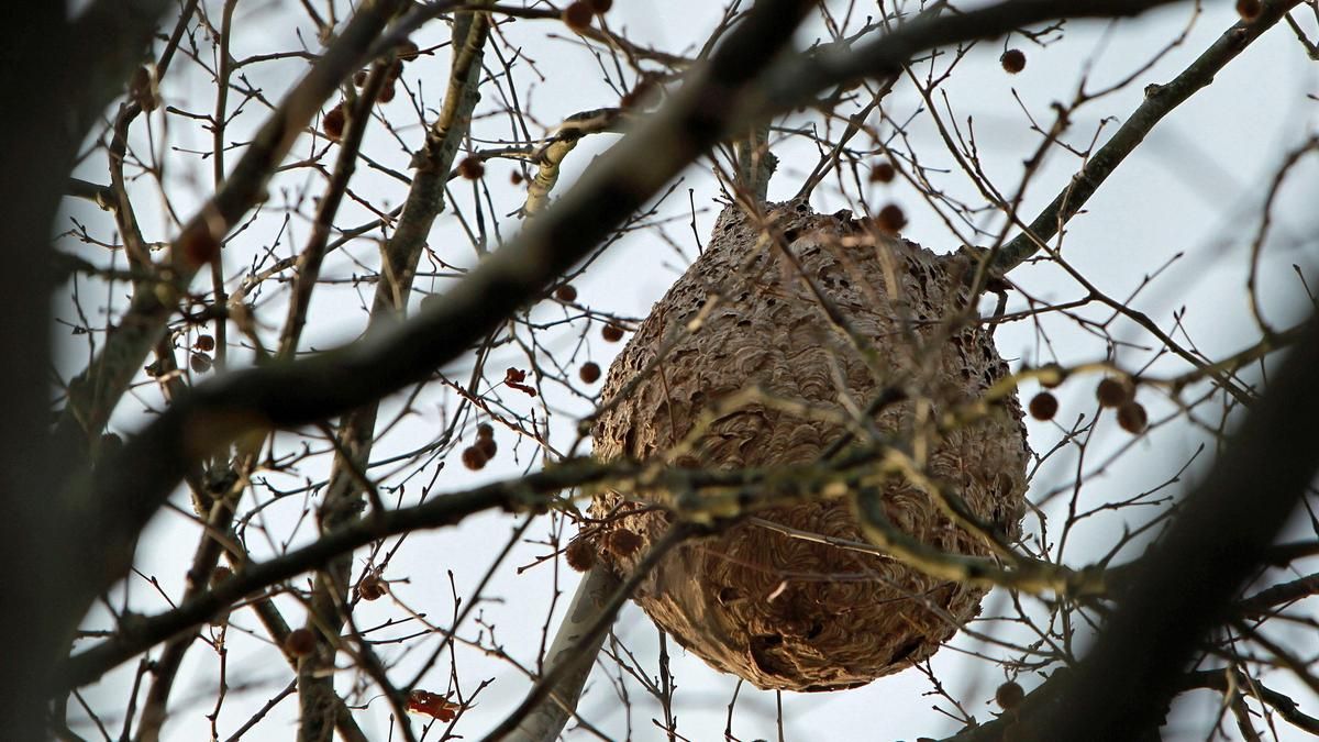 Nido de avispa asiática construido en un árbol de la capital donostiarra.