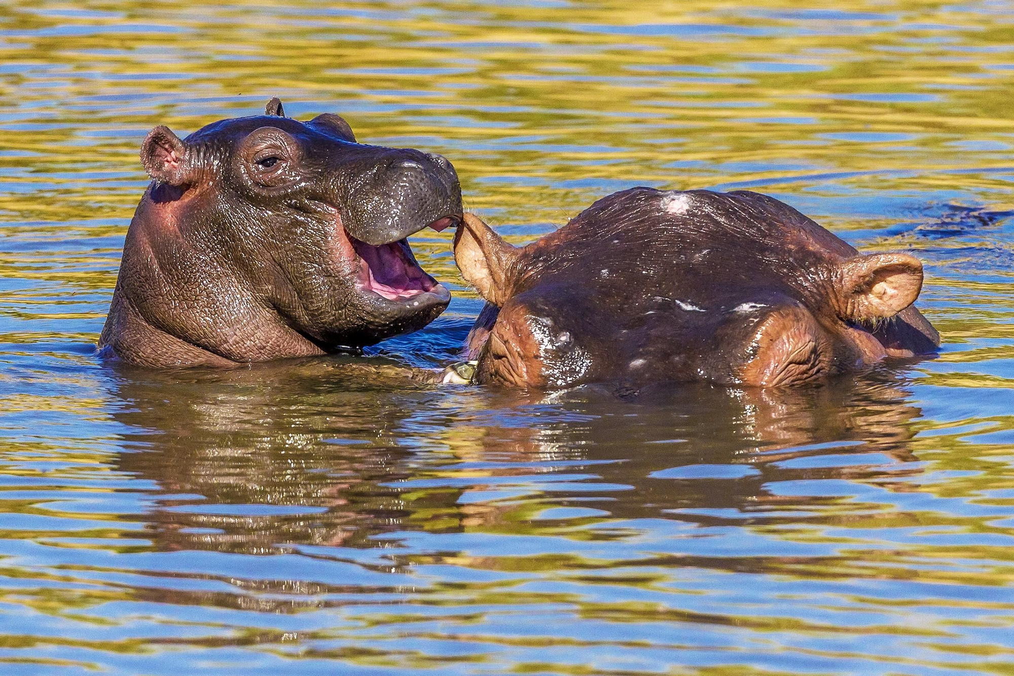"Hipopótamo riendo" © Manoj Shah / Comedy Wildlife Photo Awards 2020