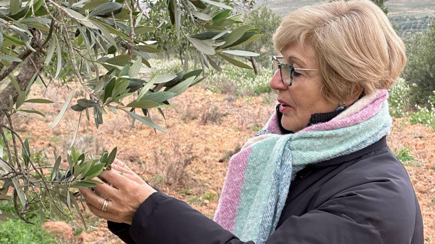 Apadrinar olivos como solución a la falta de relevo generacional en el rural: "Sin los padrinos, estos arboles no tienen vida"