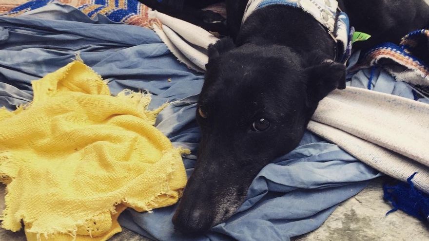 En una década se multiplicó por siete la adopción de galgos: dejaron de ser "herramientas" y se convirtieron en compañeros