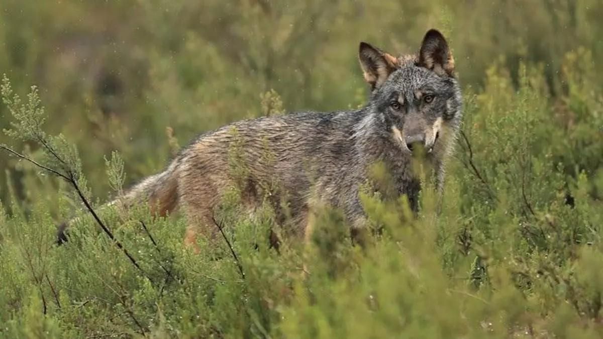 Ecologistas recurren ante los tribunales las cacerías de lobos en  Asturias