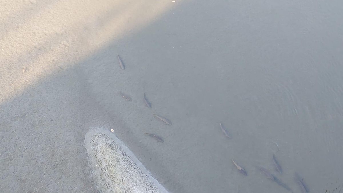 Peces sin apenas espacio para nadar