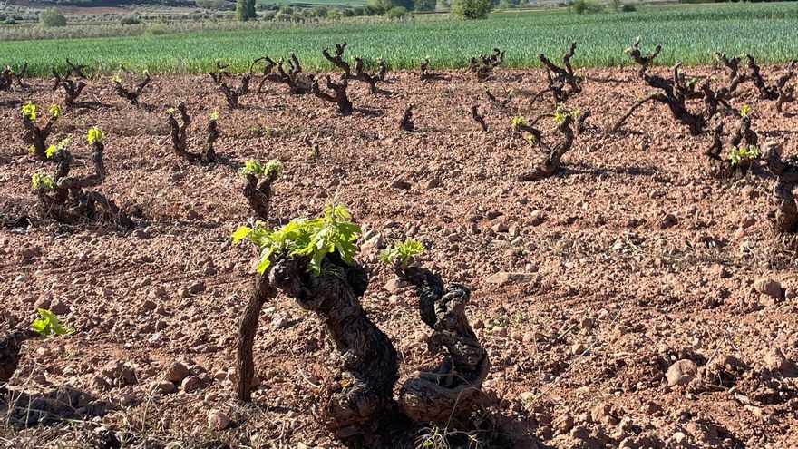 La Rioja se prepara para la cosecha en verde y busca profesionales de ingeniería agrícola