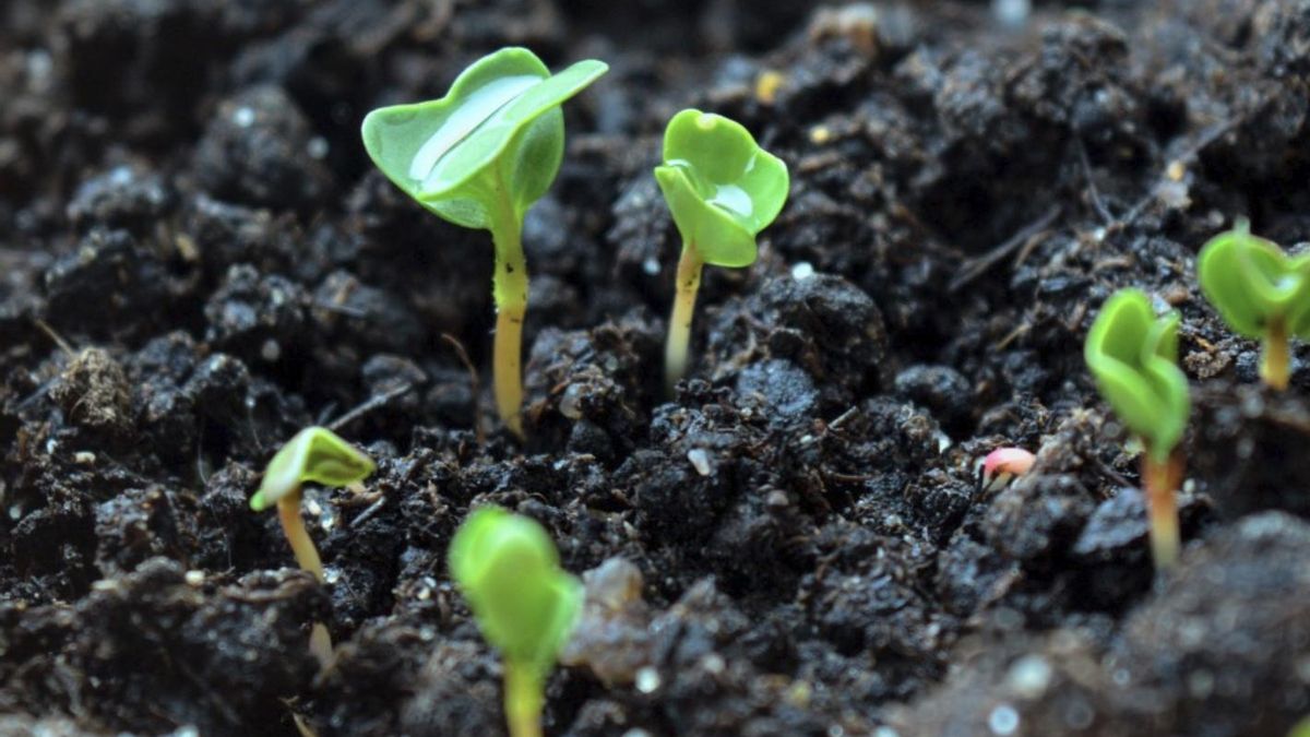 Los científicos plantean nuevas aplicaciones agrícolas con vibraciones