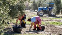 Agricultores recogen la aceituna en la provincia de Jaén.