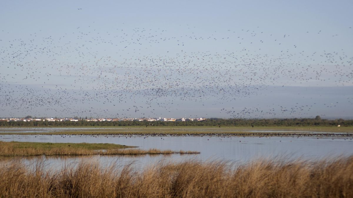 Aves en las marismas de Doñana.