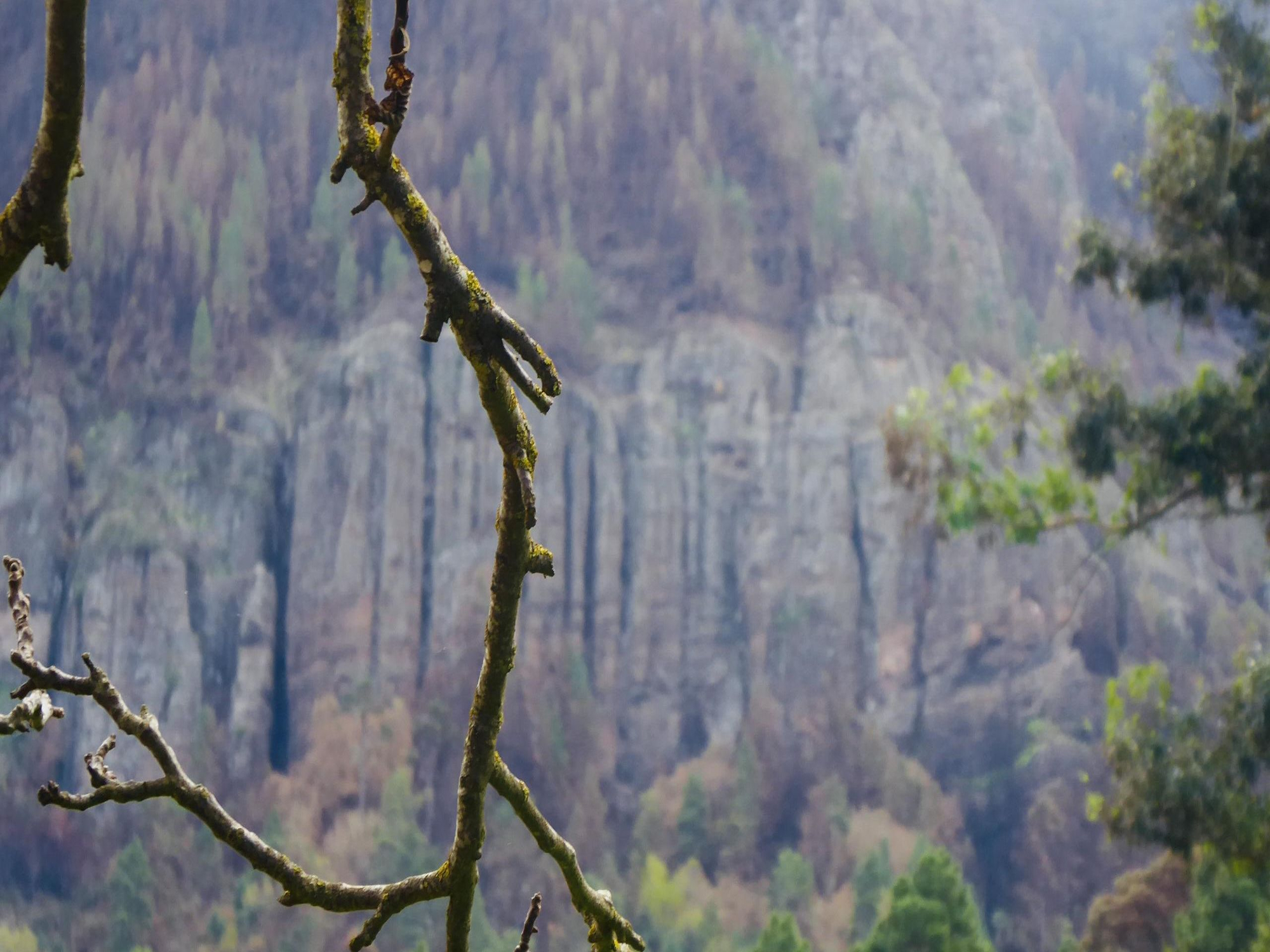 La pared de Los Órganos, en Aguamansa, otra zona incendiada muy cercana a la Caldera, área recreativa muy conocida en el municipio de La Orotava.