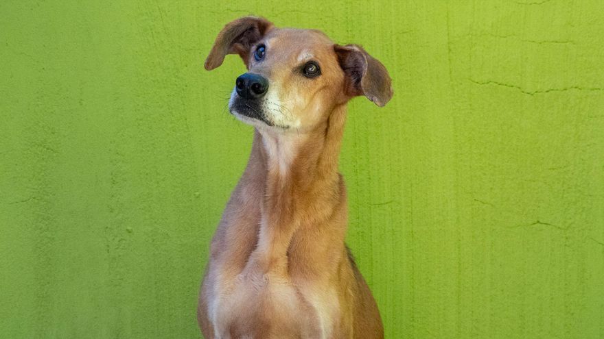 El desfile solidario de perros que buscan un hogar y que tendrá una edición especial con animales rescatados durante la dana