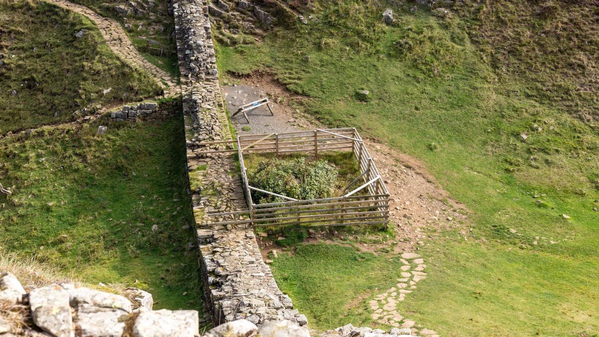 El árbol de Robin Hood revive: la señal de que el árbol se recupera tres años después de haber sido talado