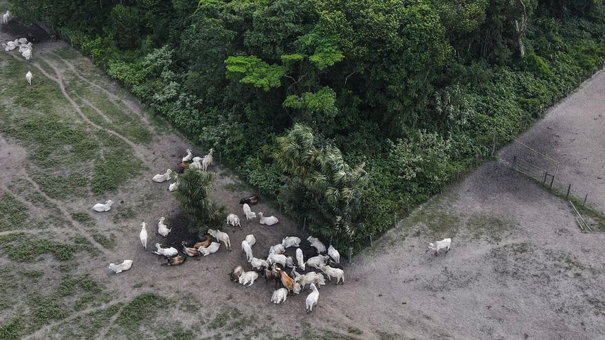 Incautan en Brasil 7.000 cabezas de res criadas en áreas embargadas por deforestación