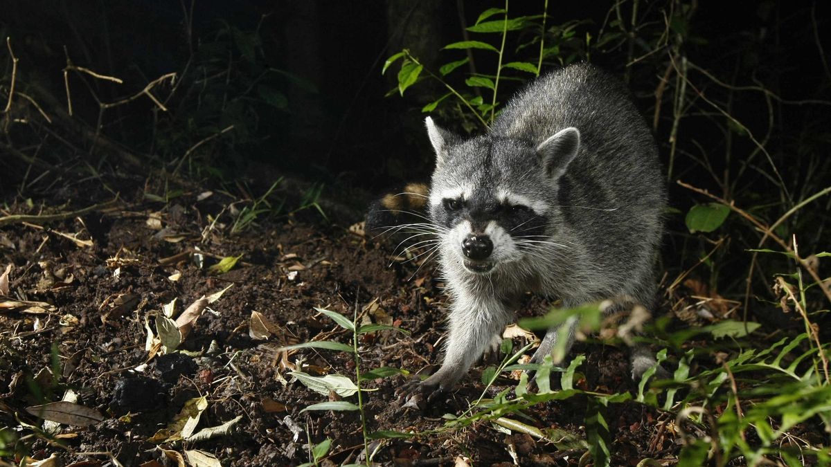 ¿Los mapaches están domesticándose a sí mismos? La ciencia apunta a que han comenzado a ser más dóciles y a tener rasgos más tiernos
