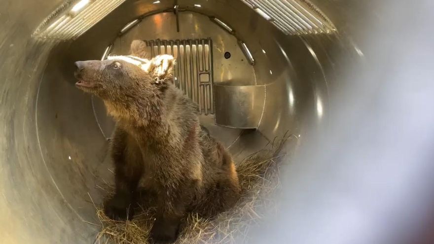 El Principado libera a la osezna Cova en Redes tras su rehabilitación en centros especializados de León y Cantabria