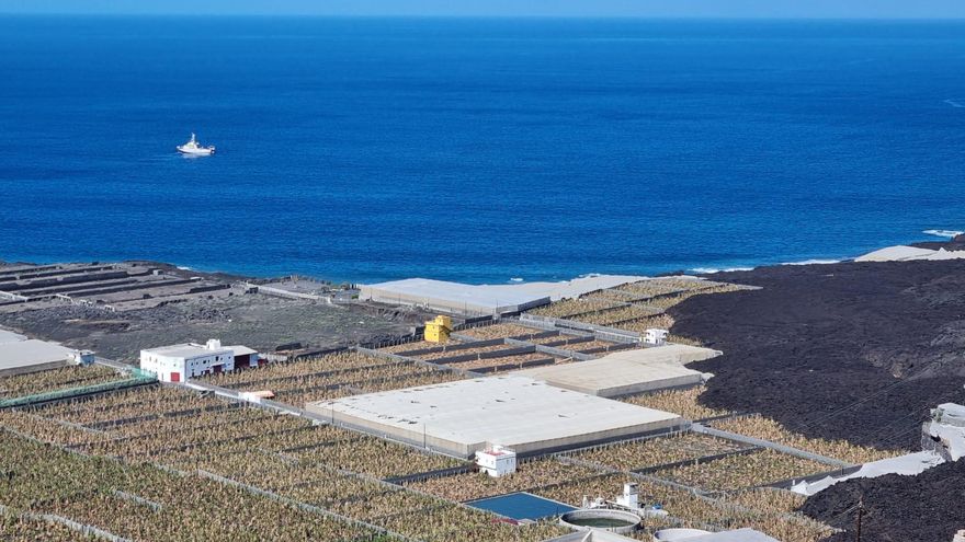 El Gobierno abona un tercer anticipo de 1,8 millones para contribuir a la recuperación del plátano afectado por el volcán