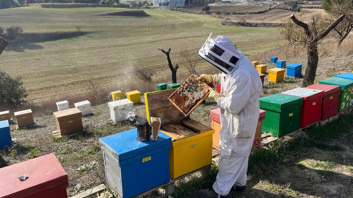 Cajas con enjambres de la explotación apícola La Nostra Mel, en Talavera