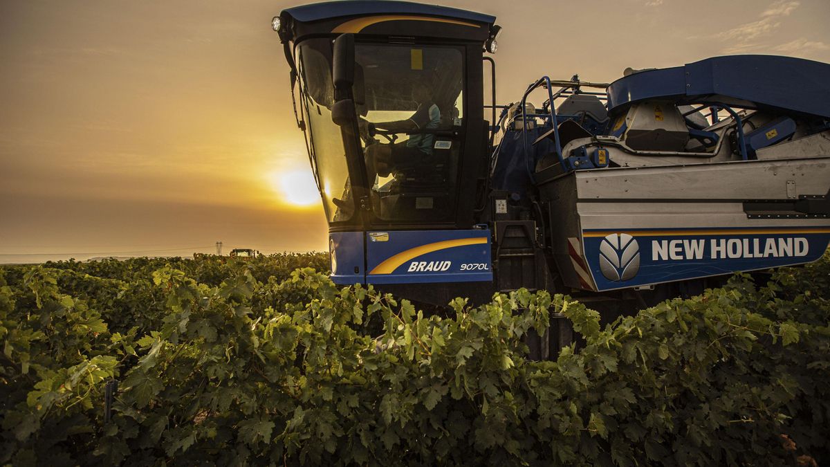 El exceso de calor y las lluvias de primavera fuerzan la vendimia de Rioja más adelantada de la historia