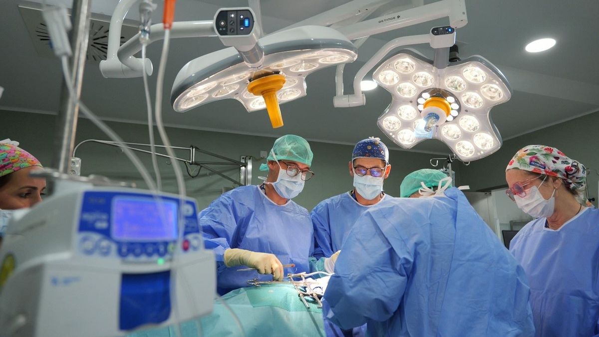 El Vaticano 'bendice' los trasplantes de animales a humanos: "La teología católica no presenta impedimento"