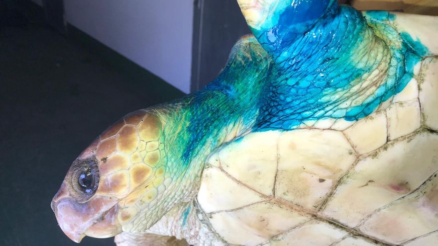 Una de las tortugas rescatadas en El Hierro y atendida en Gran Canaria