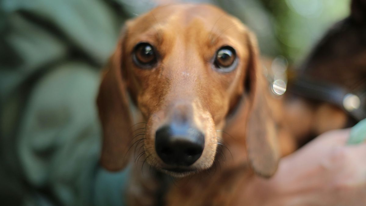 Rosana Álvarez, veterinaria: "Si el ambiente familiar es muy tenso, los animales absorben ese estrés y lo reflejan en su conducta”