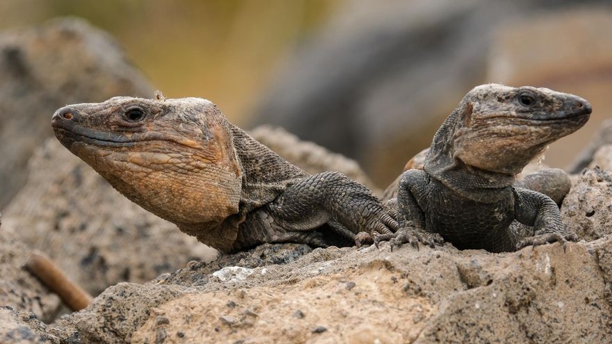 Lagarto grancanario en un fotograma de Birding Canarias