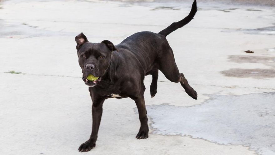 Perro en el centro de protección animal de la DPZ