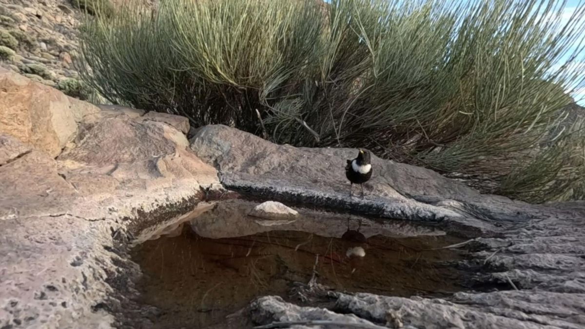 El acceso al agua también es una cuestión de clase para el ave migratoria aliada del cedro canario en el Teide