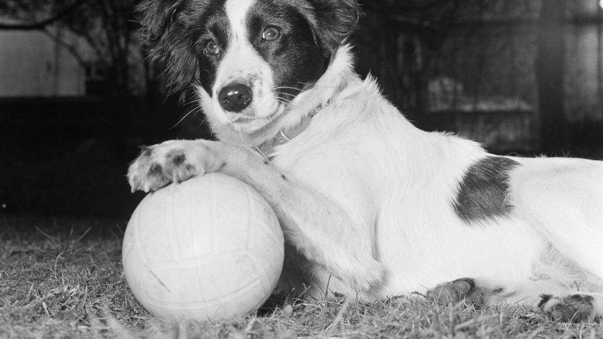 Pickles posa ante las cámaras con un balón tras encontrar la Copa del Mundo robada en Inglaterra 1966.