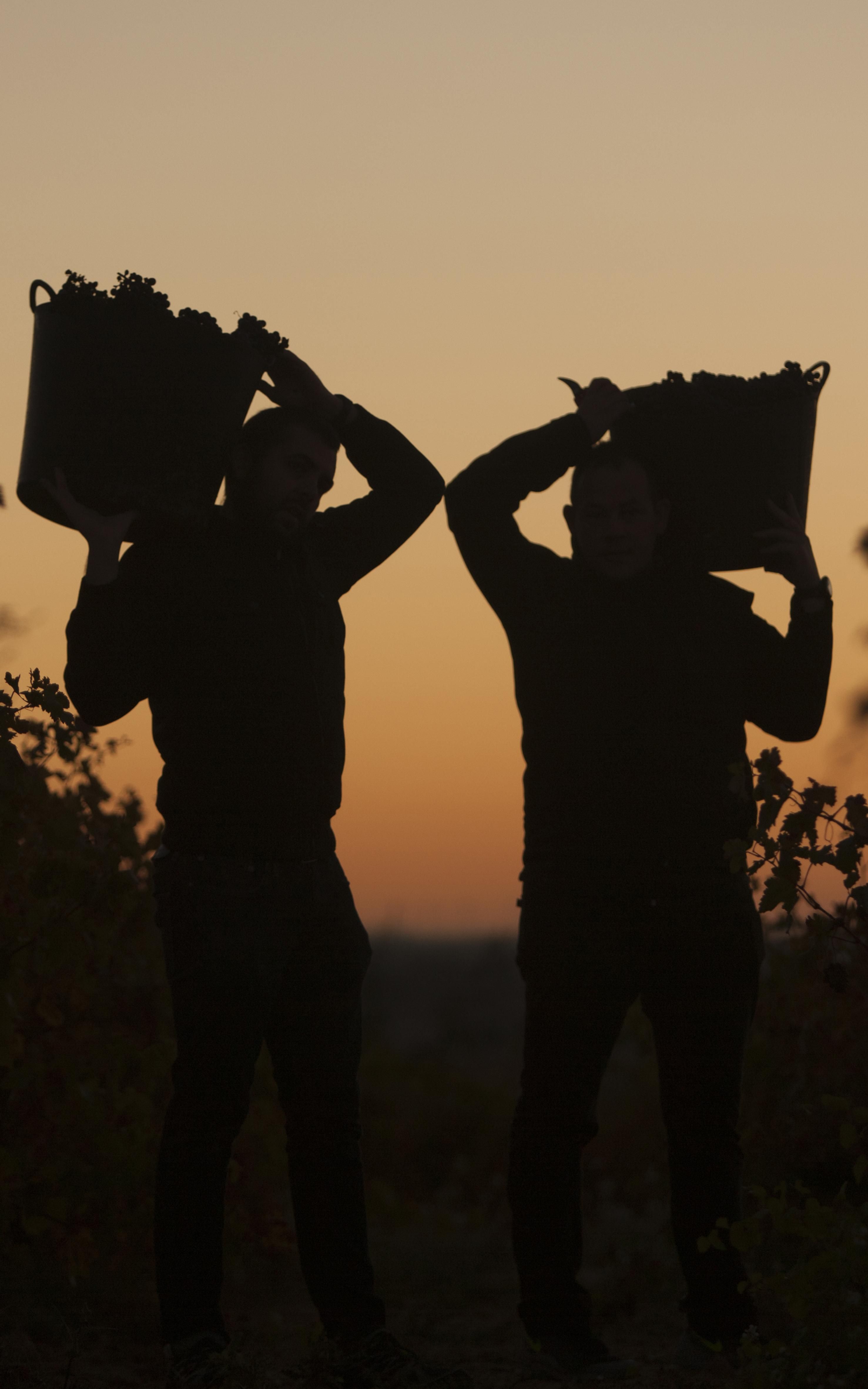 Vendimia en Rioja Alavesa