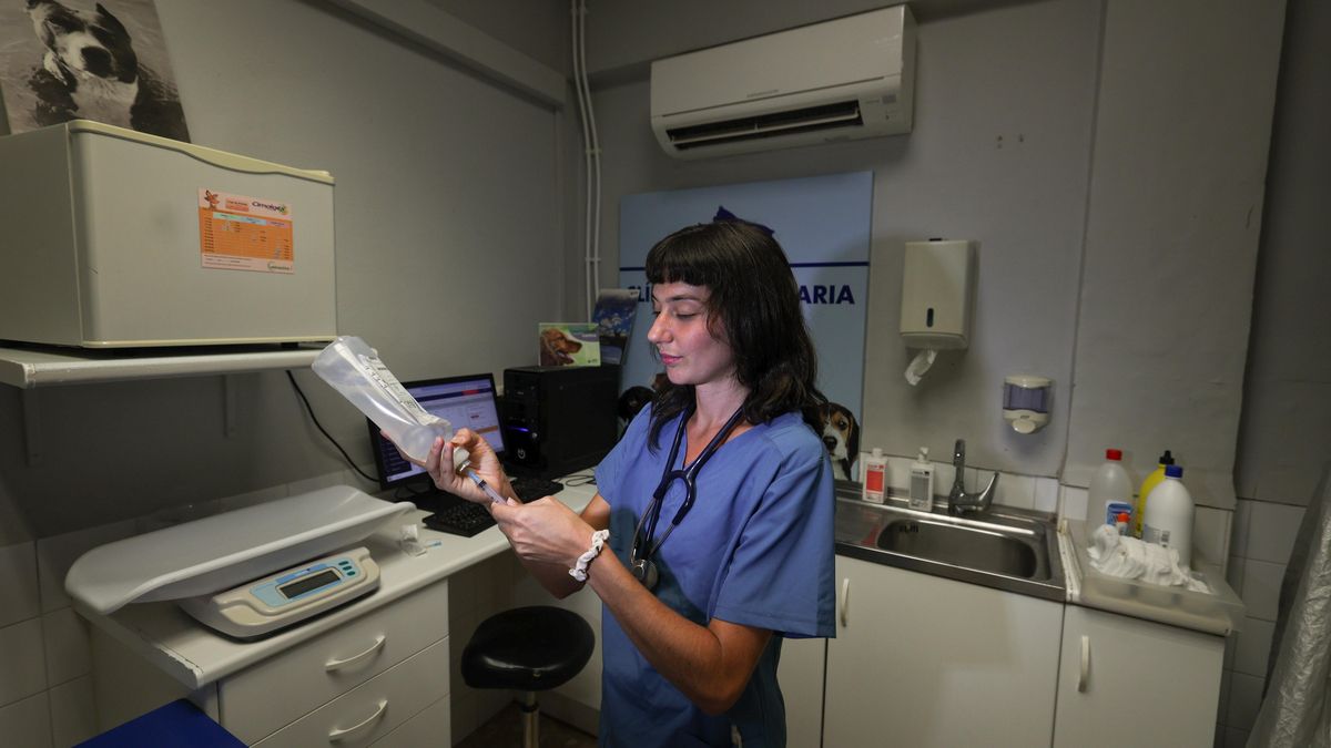 Sara carga suero para atender a uno de los gatos