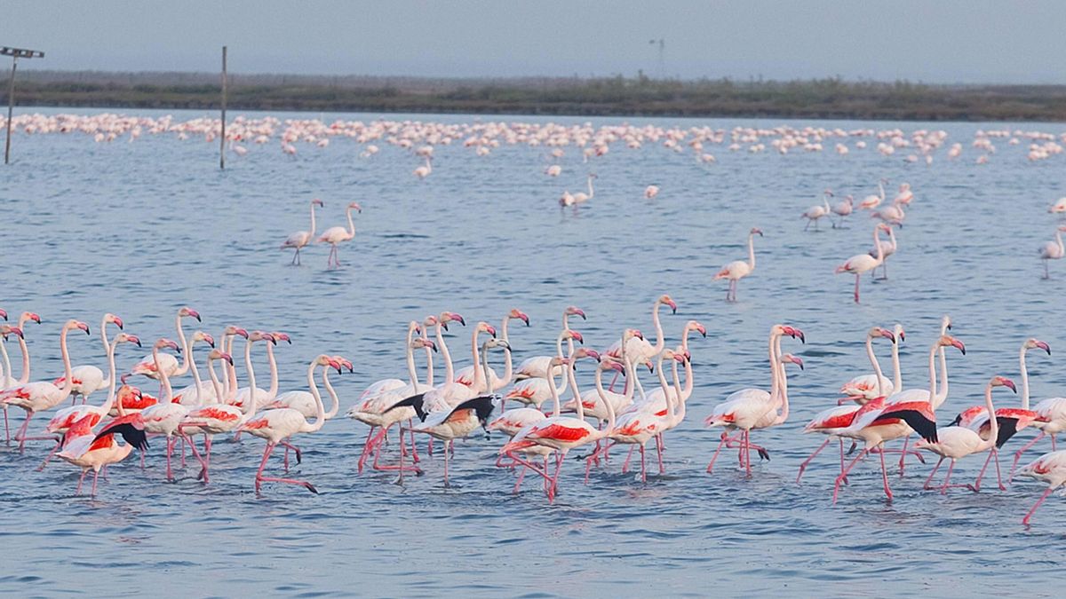 Flamencos en la finca Veta la Palma.