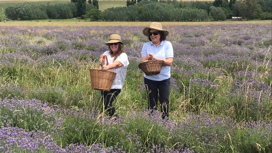 Sierras y campos de lavanda, una escapada inolvidable al sudoeste bonaerense