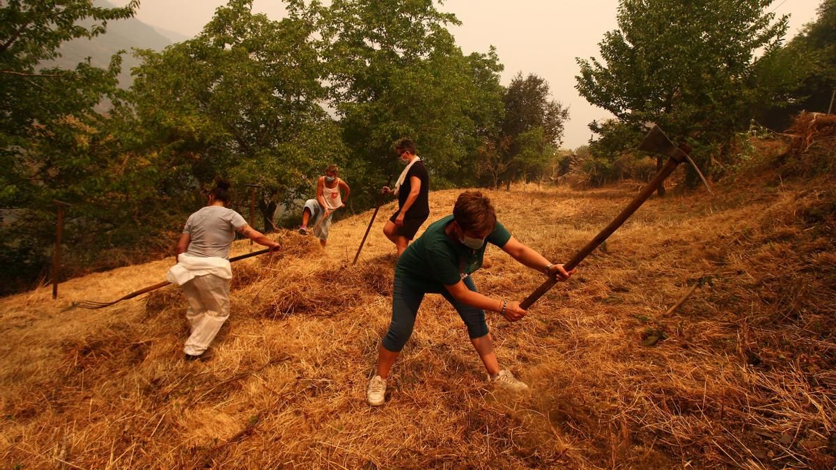 Vecinos de Lusío (Oencia), realizan desbroces alrededor del pueblo ante la posible llegada del incendio.