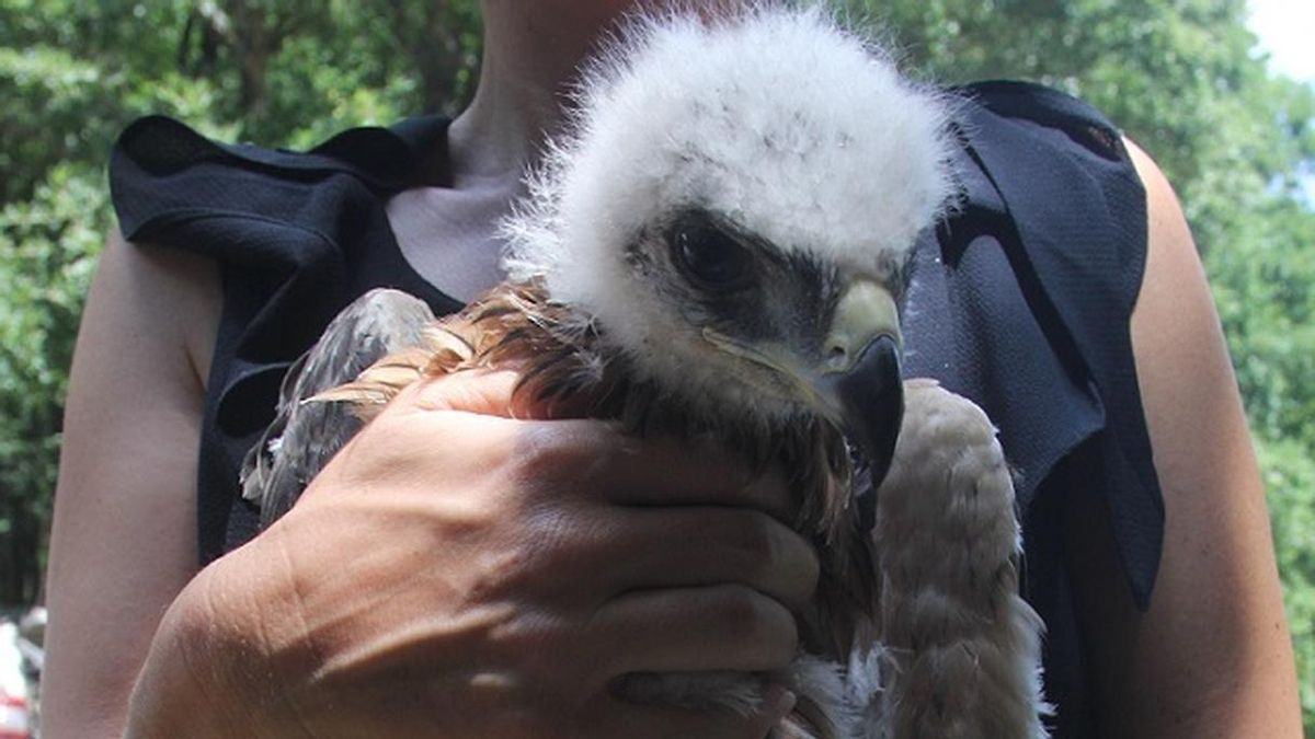La Diputación reintroduce seis pollos de águila Bonelli en la zona de Montaña Alavesa