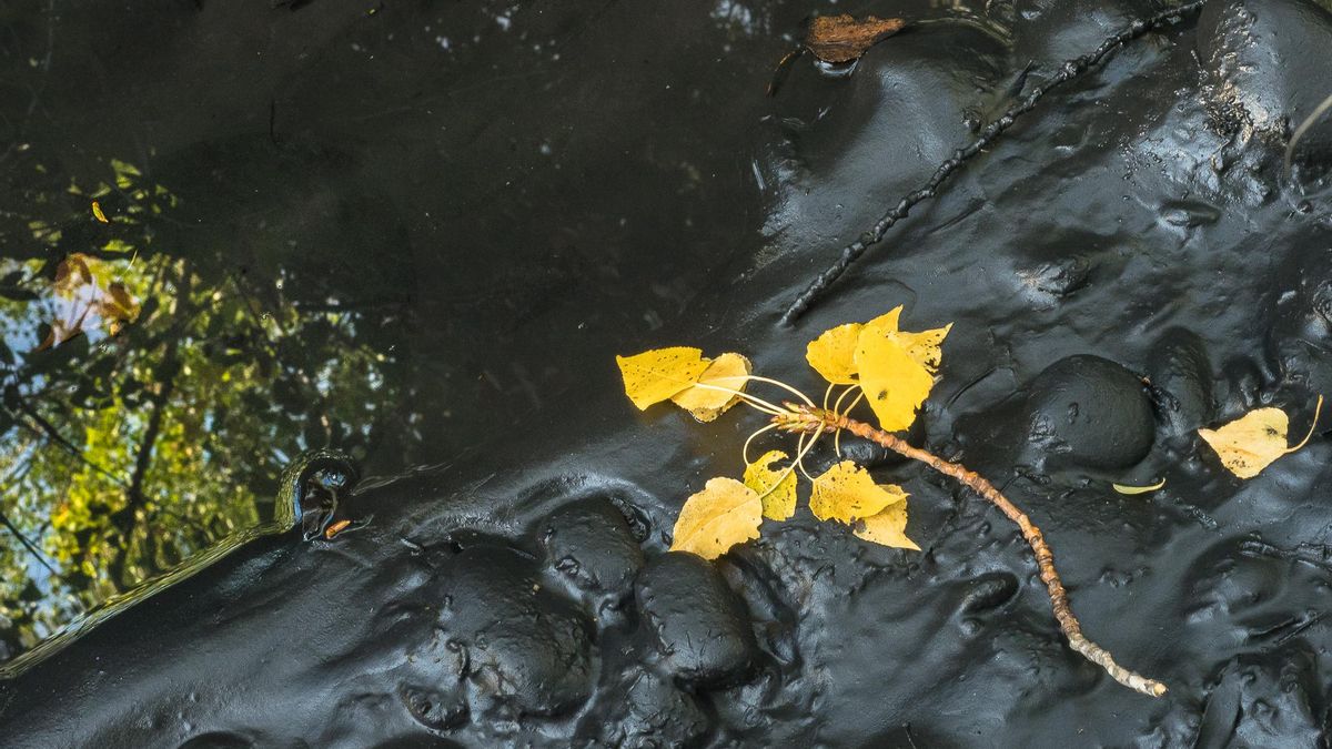 Lecho del río Cinca cubierto de fango negro