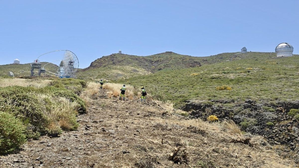 Técnicos de EIRIF cortan matorral para crear área cortafuego en las inmediaciones del Observatorio del Roque de Los Muchachos en el municipio de la Villa de Garafía.