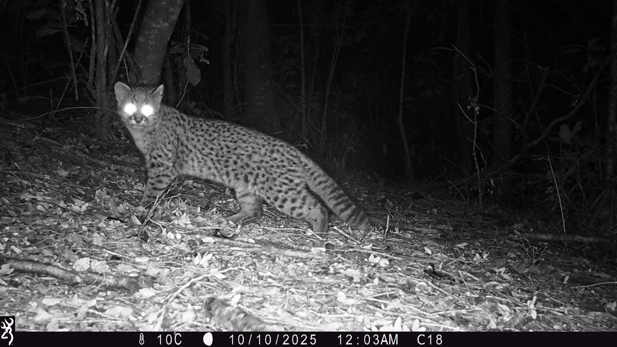 La güiña (Leopardus guigna) enfrenta una cantidad alarmante de amenazas, como la pérdida de hábitat. Foto: Fotomonitoreo Nacional/Snapshot Chile