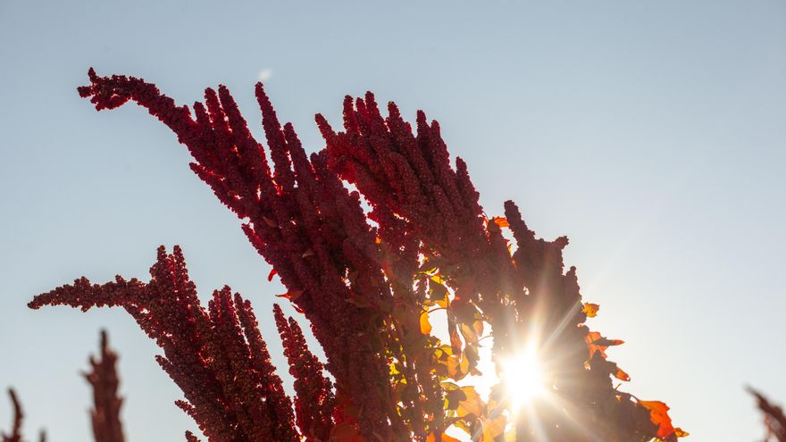 Quinua real, el superalimento que crece frente al salar más grande del mundo en Bolivia