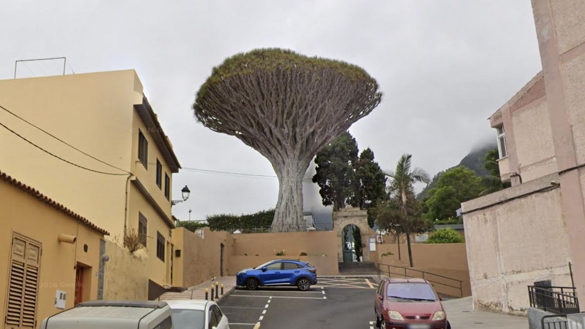 Cae un emblemático drago de más de 200 años en Tenerife