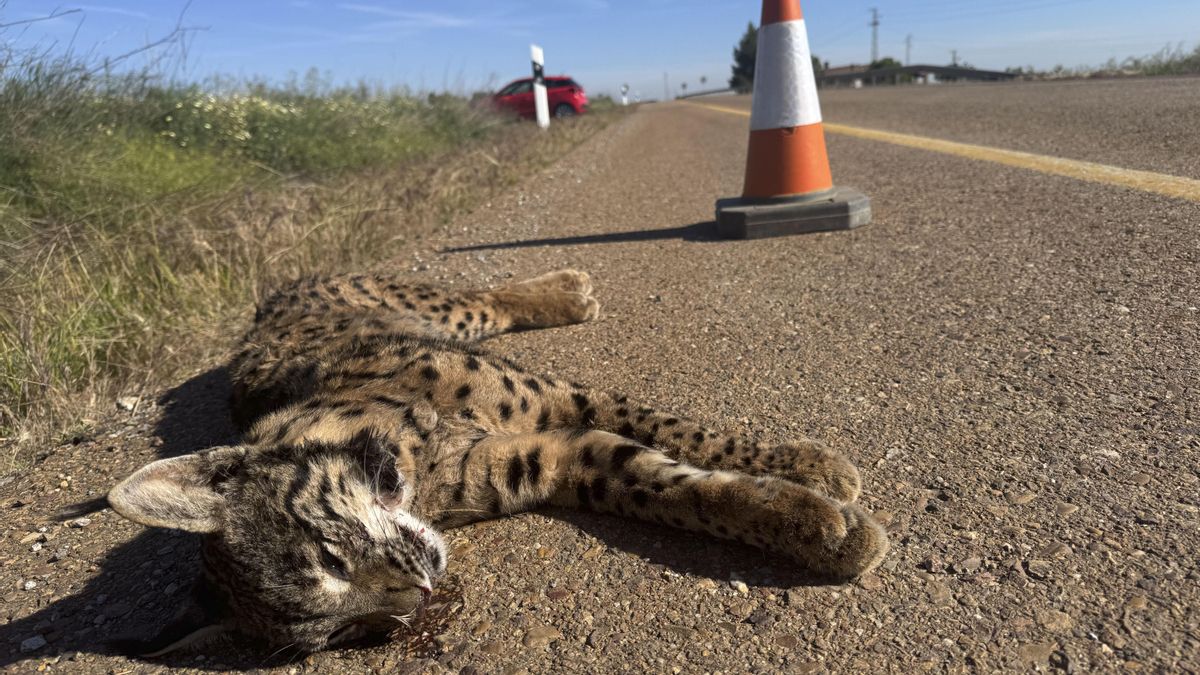 Un lince muere atropellado en una carretera de la provincia de Badajoz
