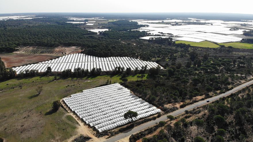 El regadío ilegal en Doñana sigue a la baja pero supone todavía el 15%: 795 hectáreas que ahora podrán recibir ayudas públicas