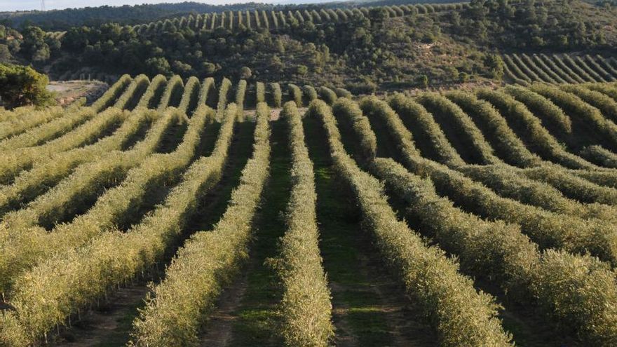 Un tercio de la superficie cultivable de Córdoba está monopolizada por el olivar