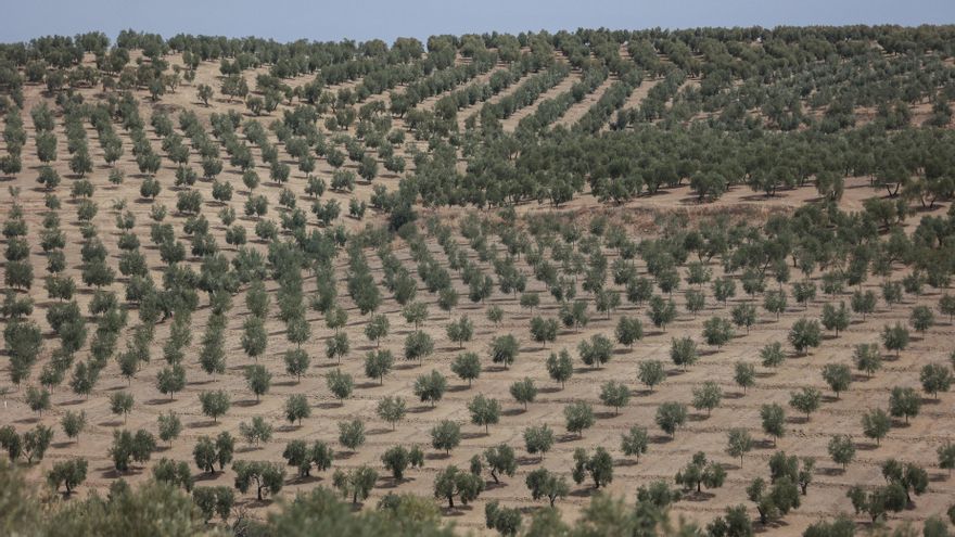 España camina hacia un olivar sin agricultores