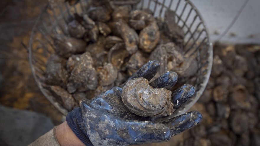 Cuantifican en ostras la toxicidad de billones de colillas que llegan al mar