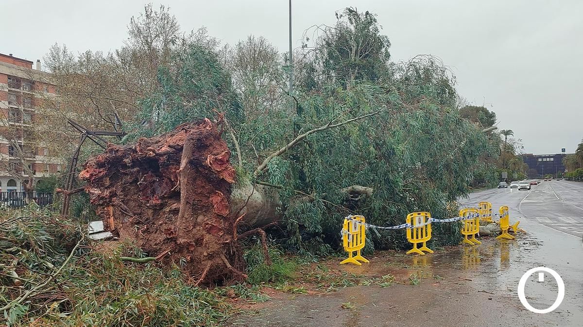 Los efectos del viento y la lluvia en Córdoba