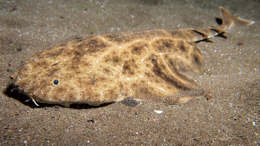 Recuperemos los tiburones y las rayas