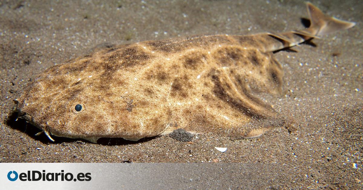 Las hembras de tiburón angelote cambian sus rutinas de apareamiento debido al calentamiento del agua en Canarias