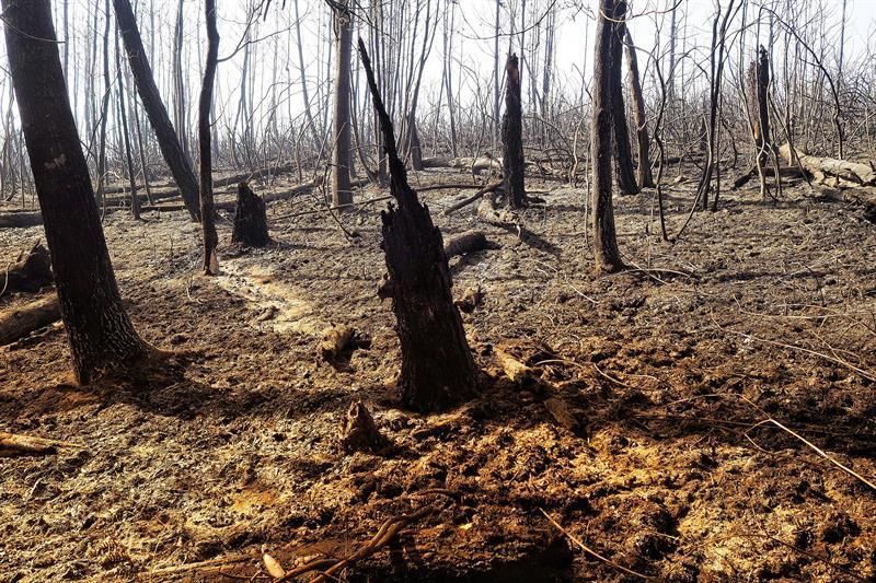 Zona calcinada en la parroquia de Esmeriz, a causa de uno de los incendios forestales que sufre Galicia desde el pasado jueves. EFE