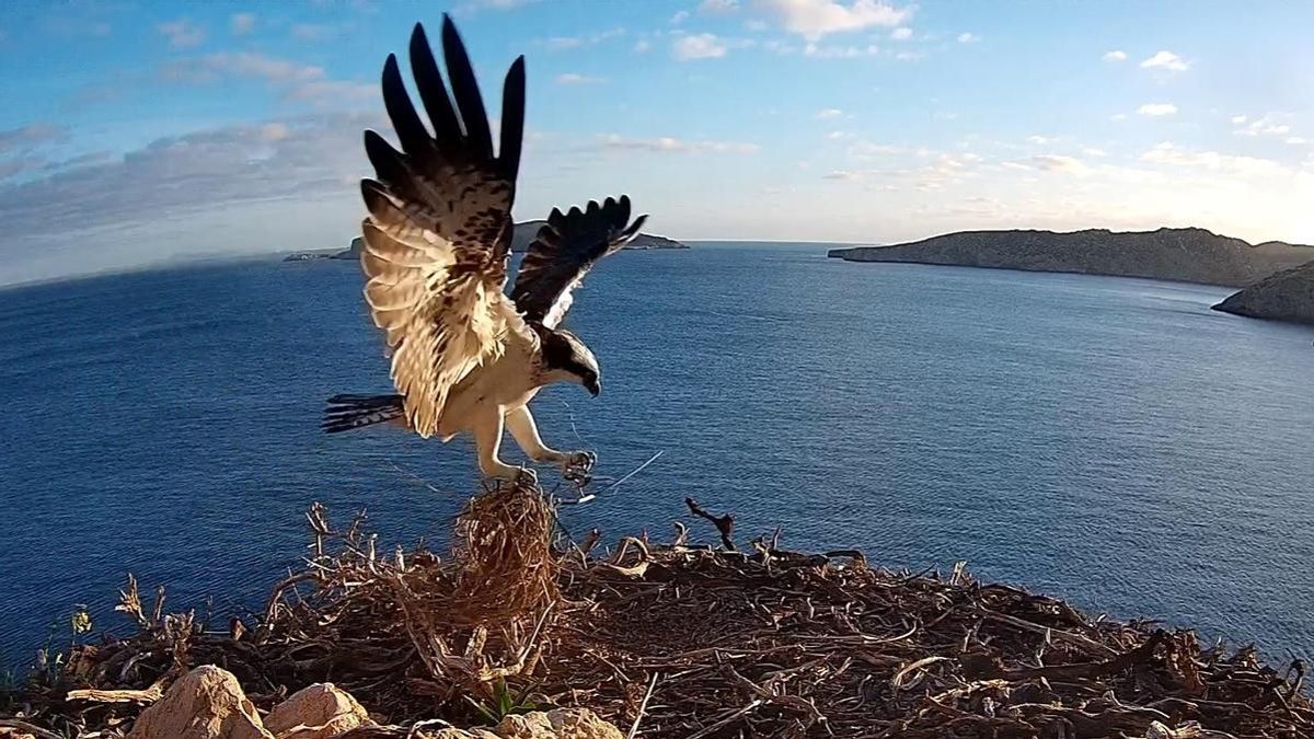 Captación del águila pescadora a través de la cámara recién instalada por la ONG SEO/BirdLife en el Parque Nacional Marítimo Terrestre de Cabrera